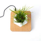 Levitating Air Bonsai Planter - Magic Trend