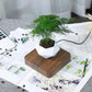 Levitating Air Bonsai Planter - Magic Trend