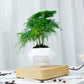 Levitating Air Bonsai Planter - Magic Trend